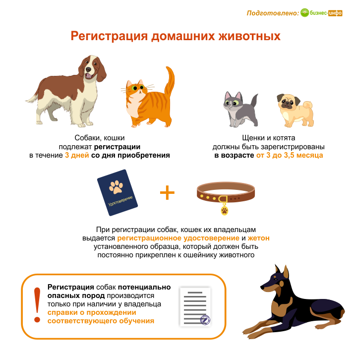 Регистрация домашних животных