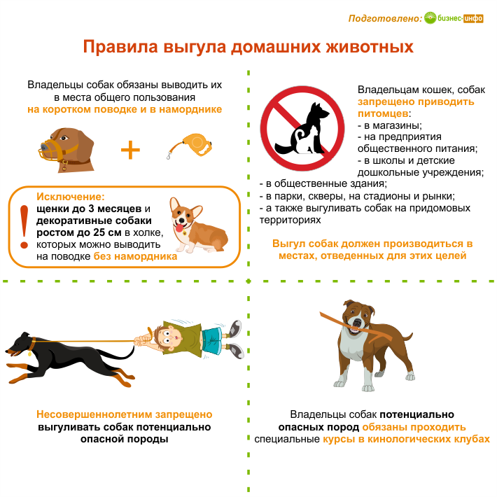 Правила выгула животных